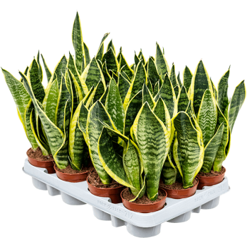 Sansevieria trifasciata 'Futura Superba' 12/tavă