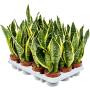 Sansevieria trifasciata 'Futura Superba' 12/tavă