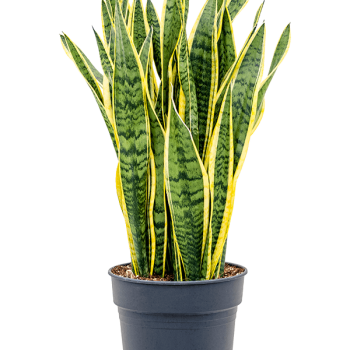 Sansevieria trifasciata 'Laurentii'