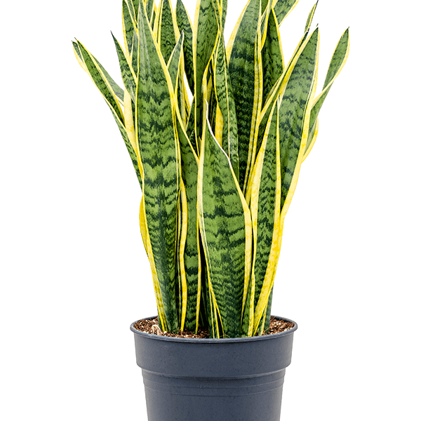 Sansevieria trifasciata 'Laurentii'