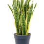 Sansevieria trifasciata 'Laurentii'