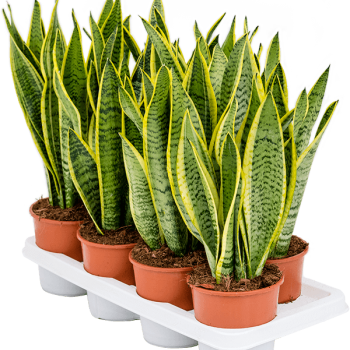 Sansevieria trifasciata 'Laurentii'