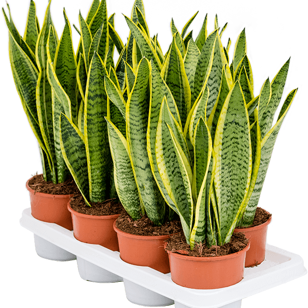Sansevieria trifasciata 'Laurentii'