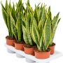 Sansevieria trifasciata 'Laurentii'