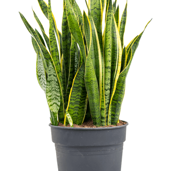 Sansevieria trifasciata 'Laurentii'