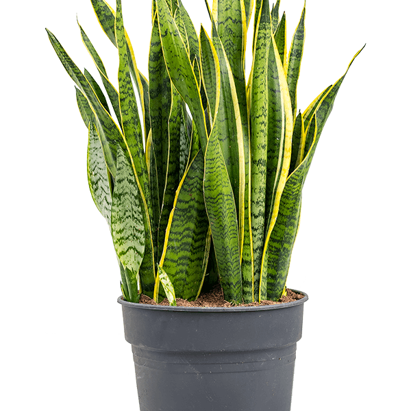 Sansevieria trifasciata 'Laurentii'