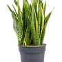 Sansevieria trifasciata 'Laurentii'