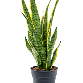 Sansevieria trifasciata 'Laurentii'
