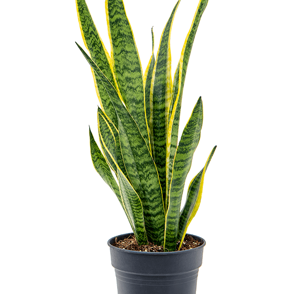 Sansevieria trifasciata 'Laurentii'