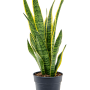 Sansevieria trifasciata 'Laurentii'
