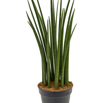 Sansevieria cylindrica 'Spikes' Sansevieria cylindrica 'Spikes'
