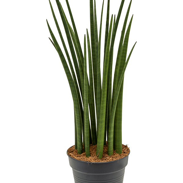 Sansevieria cylindrica 'Spikes'