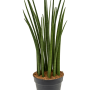 Sansevieria cylindrica 'Spikes'