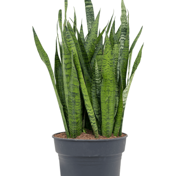 Sansevieria zeylanica