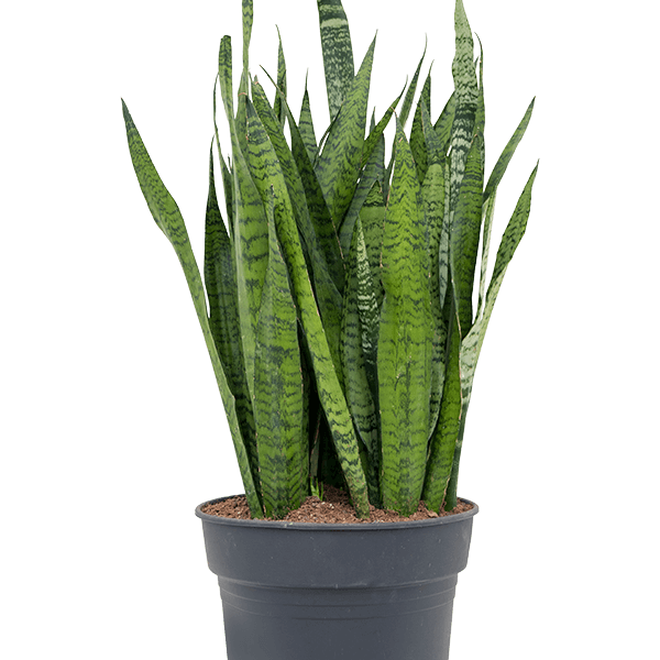 Sansevieria zeylanica