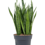 Sansevieria zeylanica