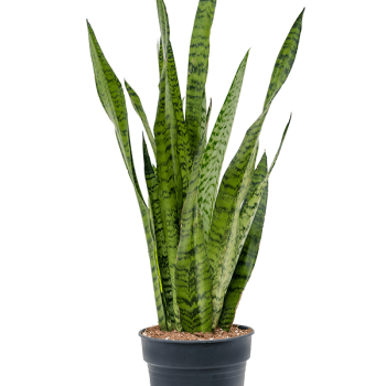 Sansevieria zeylanica