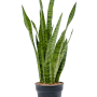 Sansevieria zeylanica
