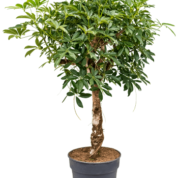 Schefflera arboricola 'Compacta' Schefflera arboricola 'Compacta'