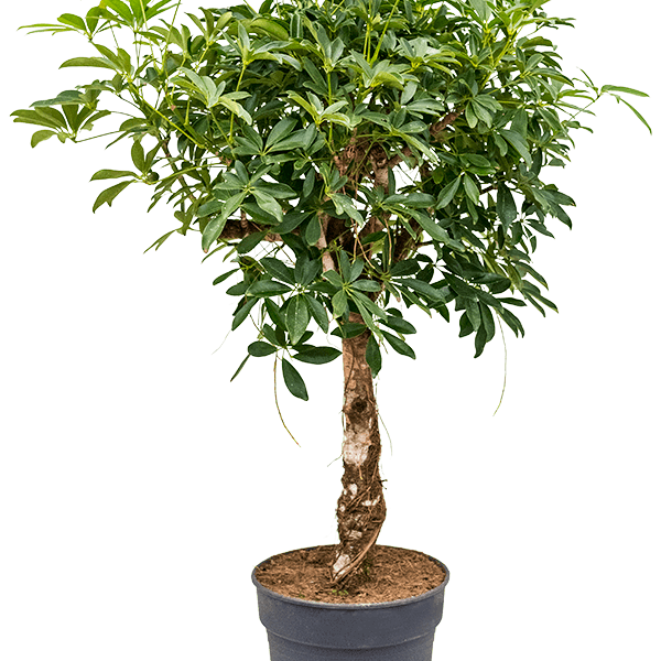 Schefflera arboricola 'Compacta'