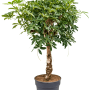 Schefflera arboricola 'Compacta'