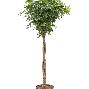 Schefflera arboricola 'Compacta' Schefflera arboricola 'Compacta'