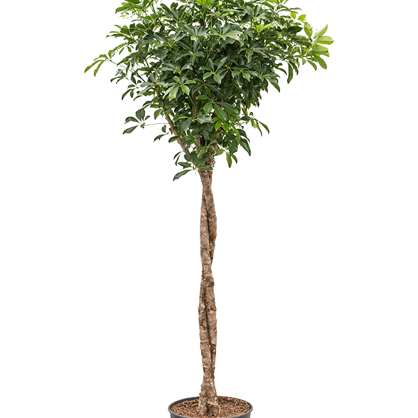Schefflera arboricola 'Compacta'