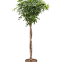 Schefflera arboricola 'Compacta'