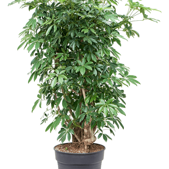Schefflera arboricola 'Compacta' Schefflera arboricola 'Compacta'