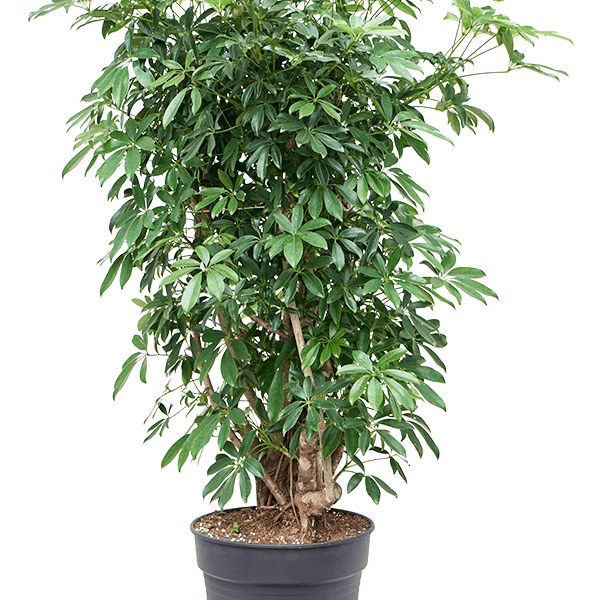 Schefflera arboricola 'Compacta'