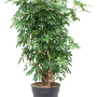 Schefflera arboricola 'Compacta'