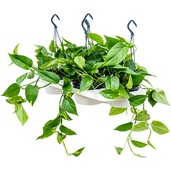 Scindapsus (Epipremnum) „Aureum” 4/tavă