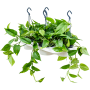 Scindapsus (Epipremnum) „Aureum” 4/tavă