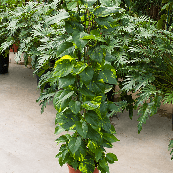 Scindapsus (Epipremnum) „Aureum”