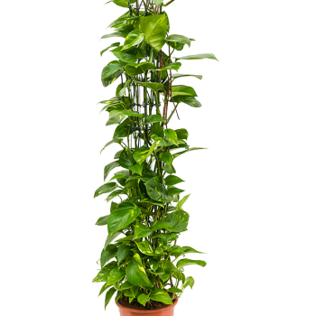 Scindapsus (Epipremnum) „Aureum” Scindapsus (Epipremnum) „Aureum”