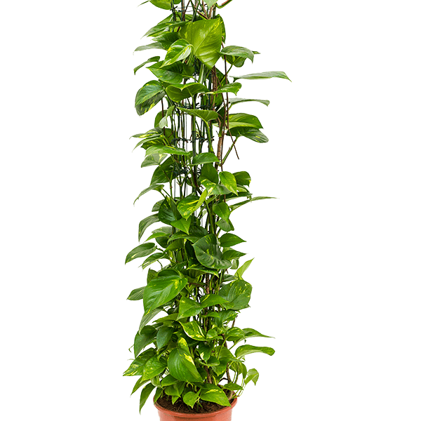 Scindapsus (Epipremnum) „Aureum”