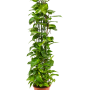 Scindapsus (Epipremnum) „Aureum”