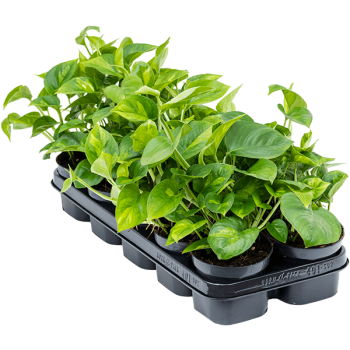 Scindapsus (Epipremnum) „Global Green” 10/tavă Scindapsus (Epipremnum) „Global Green” 10/tavă