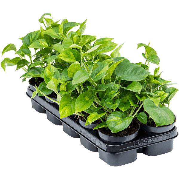 Scindapsus (Epipremnum) „Global Green” 10/tavă