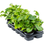 Scindapsus (Epipremnum) „Global Green” 10/tavă