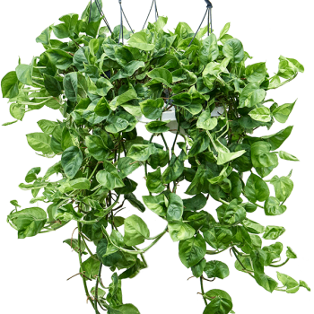 Scindapsus (Epipremnum) „Global Green” 4/tavă Scindapsus (Epipremnum) „Global Green” 4/tavă
