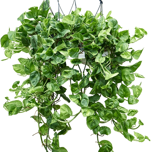 Scindapsus (Epipremnum) „Global Green” 4/tavă