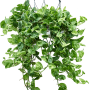 Scindapsus (Epipremnum) „Global Green” 4/tavă