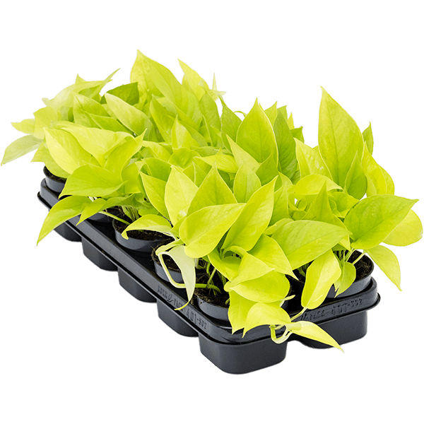 Scindapsus (Epipremnum) „Golden Pothos” 10/tavă