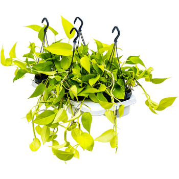 Scindapsus (Epipremnum) „Golden Pothos” 4/tavă Scindapsus (Epipremnum) „Golden Pothos” 4/tavă