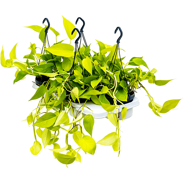 Scindapsus (Epipremnum) „Golden Pothos” 4/tavă