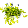 Scindapsus (Epipremnum) „Golden Pothos” 4/tavă