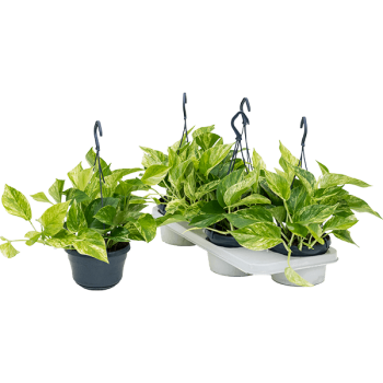Scindapsus (Epipremnum) „Marble Queen” 4/tavă Scindapsus (Epipremnum) „Marble Queen” 4/tavă