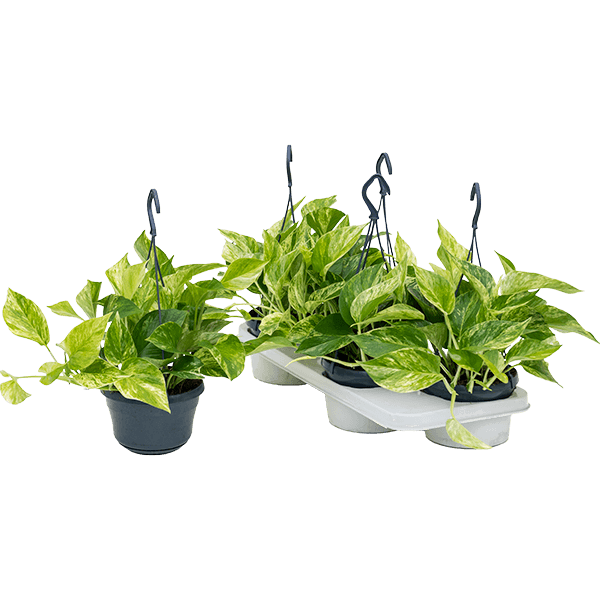Scindapsus (Epipremnum) „Marble Queen” 4/tavă