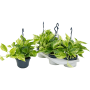Scindapsus (Epipremnum) „Marble Queen” 4/tavă